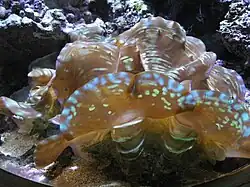 En el Muséum-aquarium de Nancy, Francia