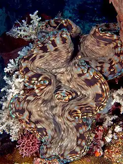 En Manatuto, Timor Este