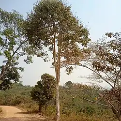 Fotografía de un espécimen de la especie Triplochiton scleroxylon