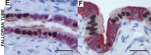 Células con cilios, se ven de color claro con su núcleo marrón.Microscopio óptico