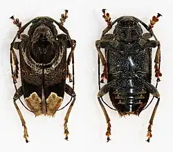 Trypanidius andicola