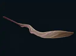 Trypanosoma brucei (Euglenozoa)