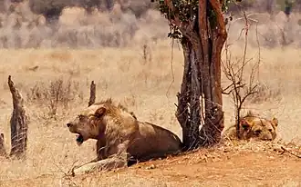 Leones macho con escasa melena en Tsavo, Kenia.