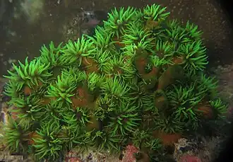 T. micranthus con los pólipos expandidos.