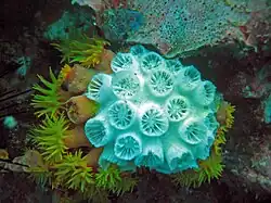 Colonia de T. micranthus parcialmente afectada por blanqueo.