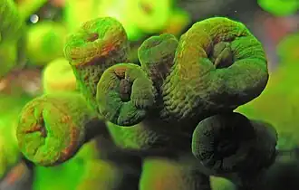 Tubastraea micranthus con los pólipos retraídos.