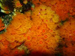 Tubastraea coccinea con los pólipos expandidos.