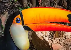 Tucán toco (Ramphastos toco) Detalle del pico.