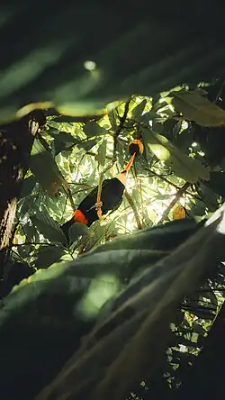 Tuncan toco (Ramphastos toco) alimentandose en el Parque Nacional y Área Natural de Manejo Integrado Madidi, Bolivia.