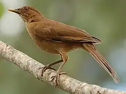 El yigüirro, ave nacional de Costa Rica, se distingue por su canto que anuncia las lluvias en el Valle Central. Es una de las 15 especies de mirlos del país.