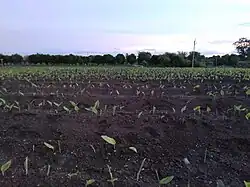 Cultivo de cúrcuma en el Decán, India.