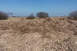 entre Belle Croix y Baraque Michel, páramo alto