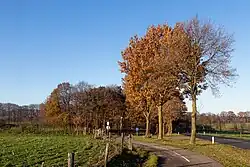 cerca Berg en Dal, los árboles de Zevenheuvelenweg cerca la escultura (de Rode Loper)