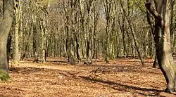 Árboles cerca de Elspeet.