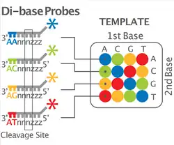 Esquema de codificación de dos bases. En la codificación de dos bases, a cada par único de bases en el extremo 3' de la sonda se le asigna uno de los cuatro colores posibles. Por ejemplo, «AA» se asigna al azul, «AC» al verde, y así sucesivamente para los 16 pares únicos. Durante la secuenciación, cada base de la plantilla se secuencia dos veces y los datos resultantes se descodifican según este esquema.