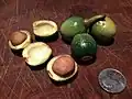 Nueces de laurel casi maduras se preparan para asar