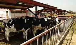 Vacas en el área de medicina veterinaria y zootecnia.