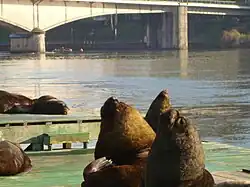 Otaria flavescens en ciudad de Valdivia, Chile.