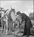 Una mujer añadiendo comida a la cebadera (Inglaterra, 1943)
