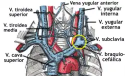 Vena cava y vena ácigos con sus tributarias.