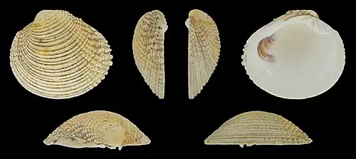 Venus verrucosa verrucosa Valva izquierda