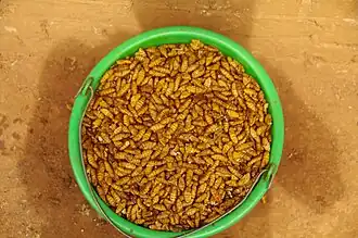 Las crisálidas extraídas