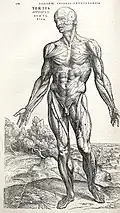 De humani corporis fabrica, de Andreas Vesalius.