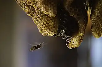 Avispón atacando una colmena de Apis mellifera.