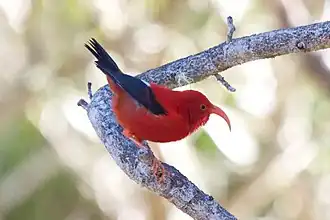 ʻIʻiwi (Drepanis coccinea), hawaiano