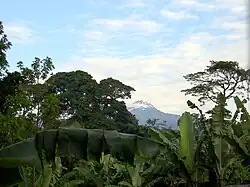 El Mawenzi se aprecia entre las plantaciones de bananos mezclados con la vegetación de la pluviselva.