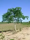 Árbol