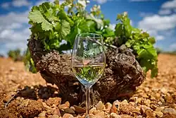 Vino blanco Denominación de Origen La Mancha