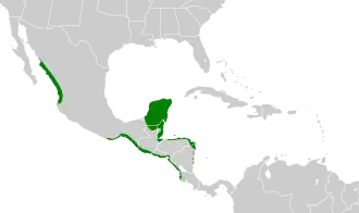 Distribución geográfica del vireo de manglar.