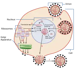 replicación virus gripe
