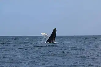 Avistamiento de ballenas jorobadas en Los Órganos.