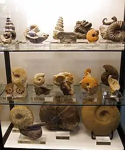 Sección Geología, Paleontología de invertebrados