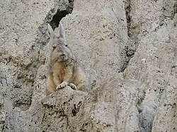 Vizcacha, en el Valle de la Luna