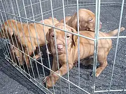 Jaula para cachorros de perro