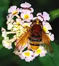 Volucella zonaria hembra