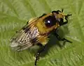 Volucella bombylans var. plumata hembra