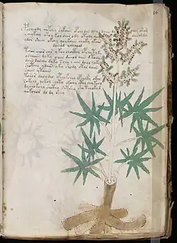 Planta del f16r, identificada como Cannabis sativa