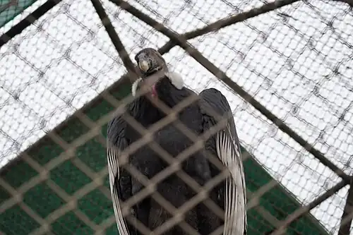 Condor andino hembra en el Parque de las Leyendas