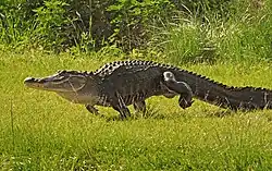 Un aligátor a la carrera.