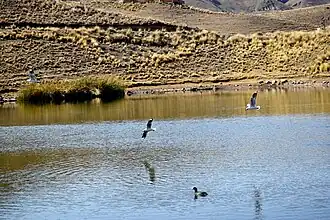 Huallata pescando en Moroko Cota, debajo una Choka Gigante nadando