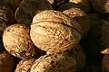 Nueces del nogal persa (Juglans regia).