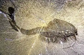 Waptia (Mandibulado)