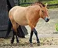 Caballo de Przewalski (Equus ferus przewalskii)