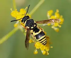 Avispa alfarera o Eumeninae.