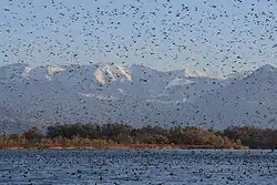 Aves en Fußach - Delta del Rin