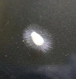 Achlya (Saprolegniales)